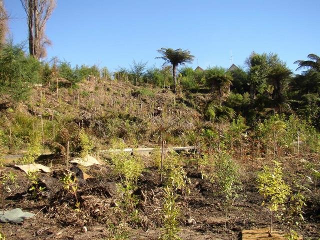 Bank below Lumb park. July 2004. Cambridge Tree Trust